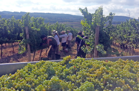 Vendimia 2013: Excelente en calidad y cantidad