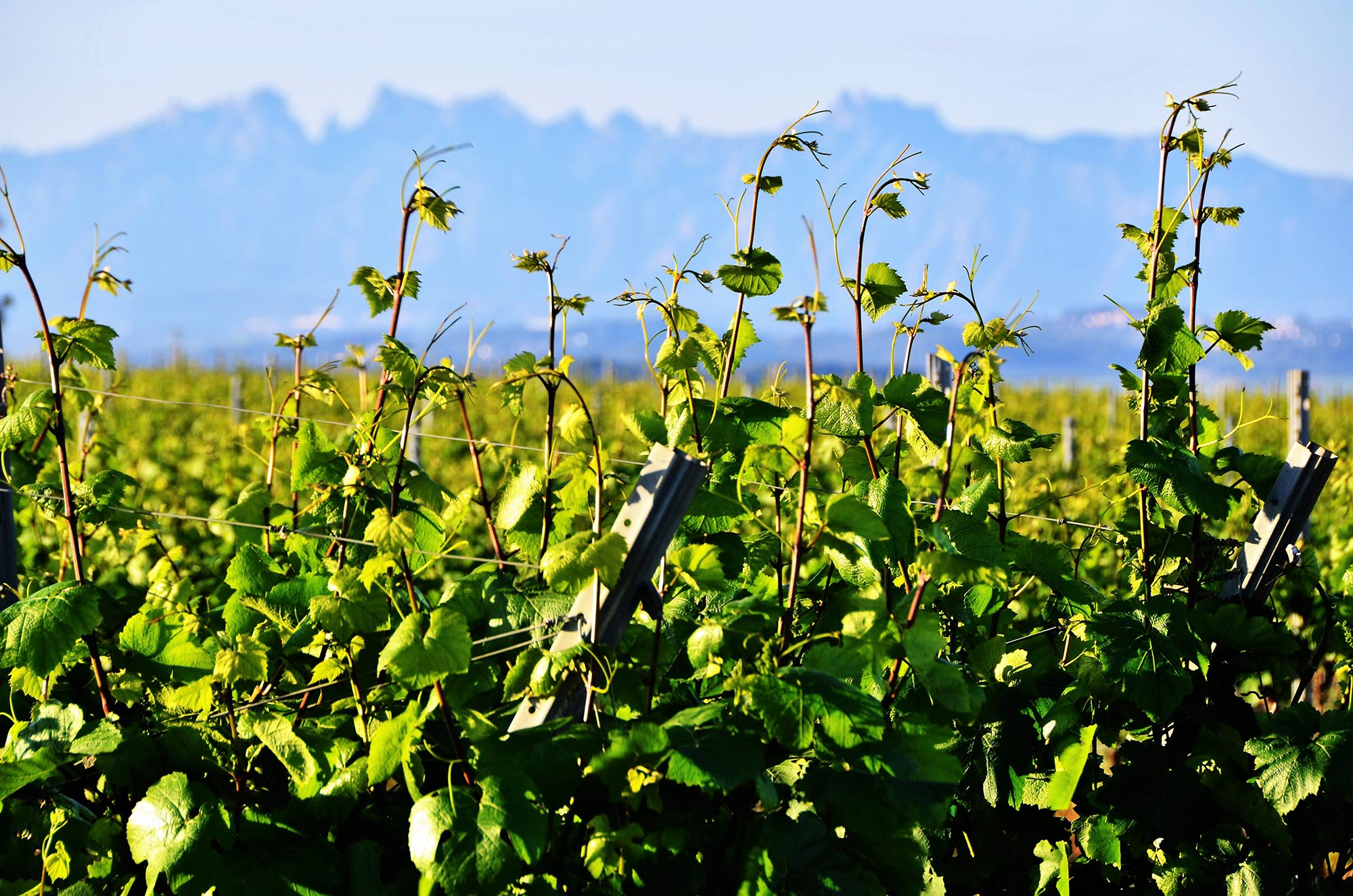 Treinta propuestas únicas para conocer La Vendimia del Cava