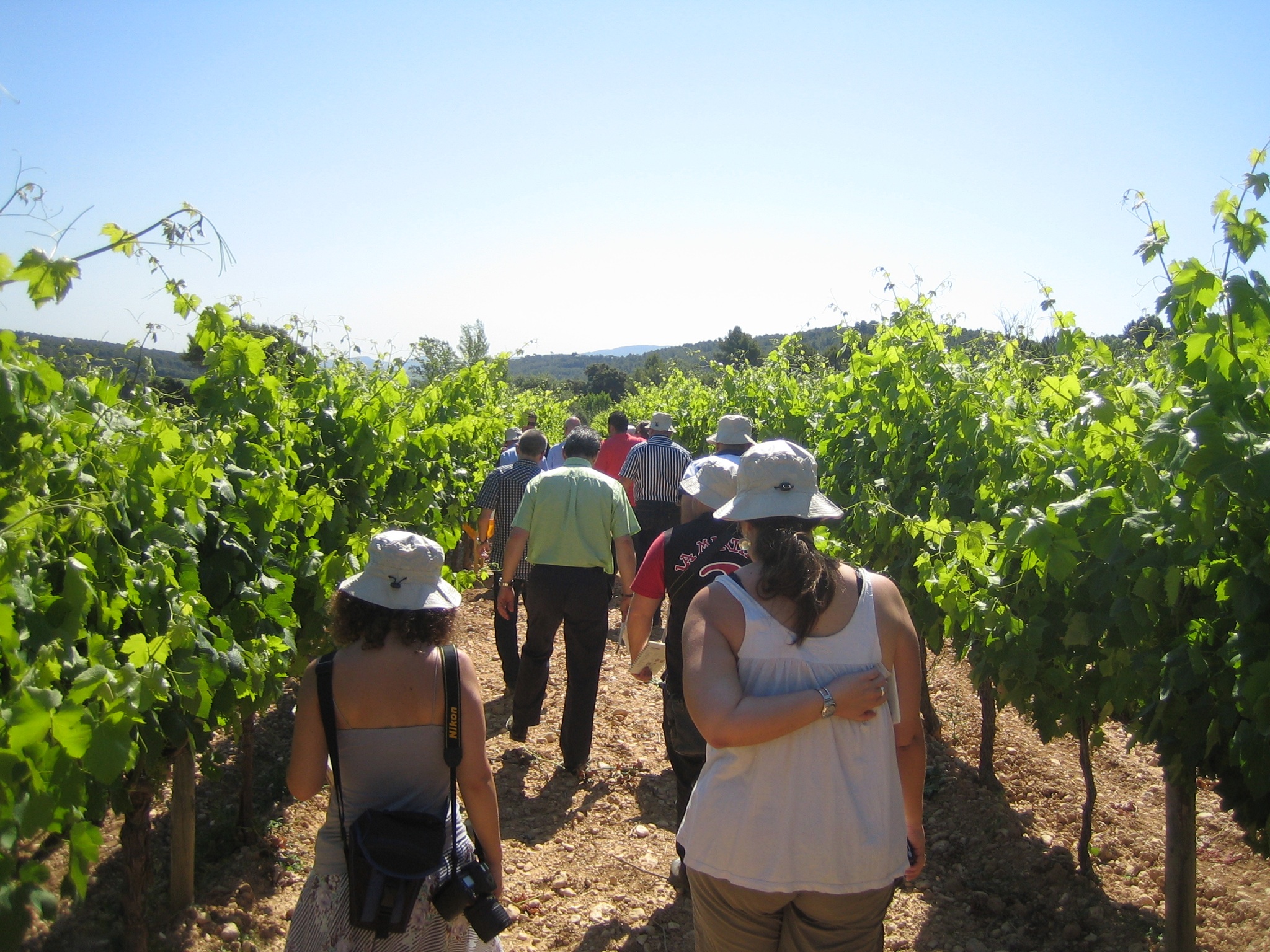 El aumento del enoturismo consolida La Verema del Cava