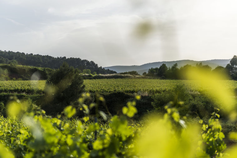 La Primavera del Cava vuelve con fuerza