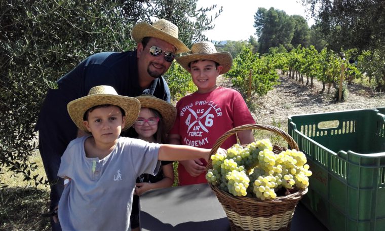 Once bodegas de Cava abren sus puertas durante la vendimia