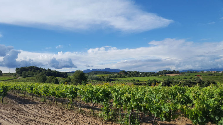 El nou Pla Territorial Parcial del Penedès, al focus del sector vitivinícola