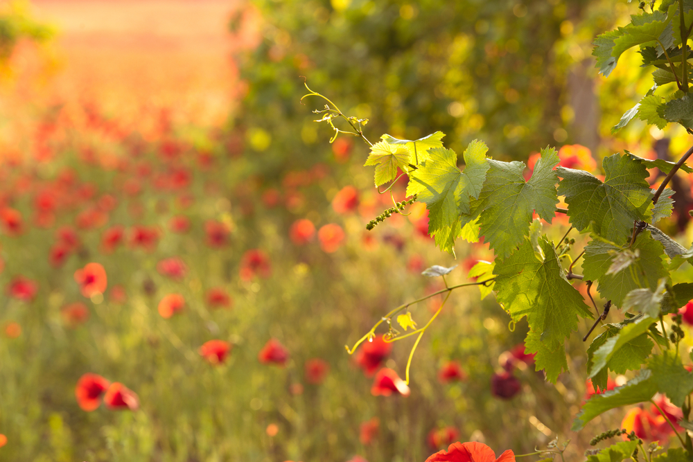 Aquest maig, tornen les activitats de La Primavera del Cava a dotze cellers