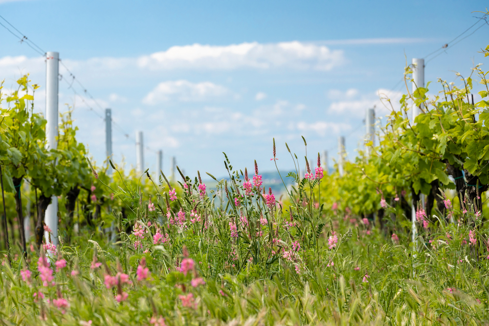 La Primavera del Cava, 15 activitats enoturístiques al Penedès