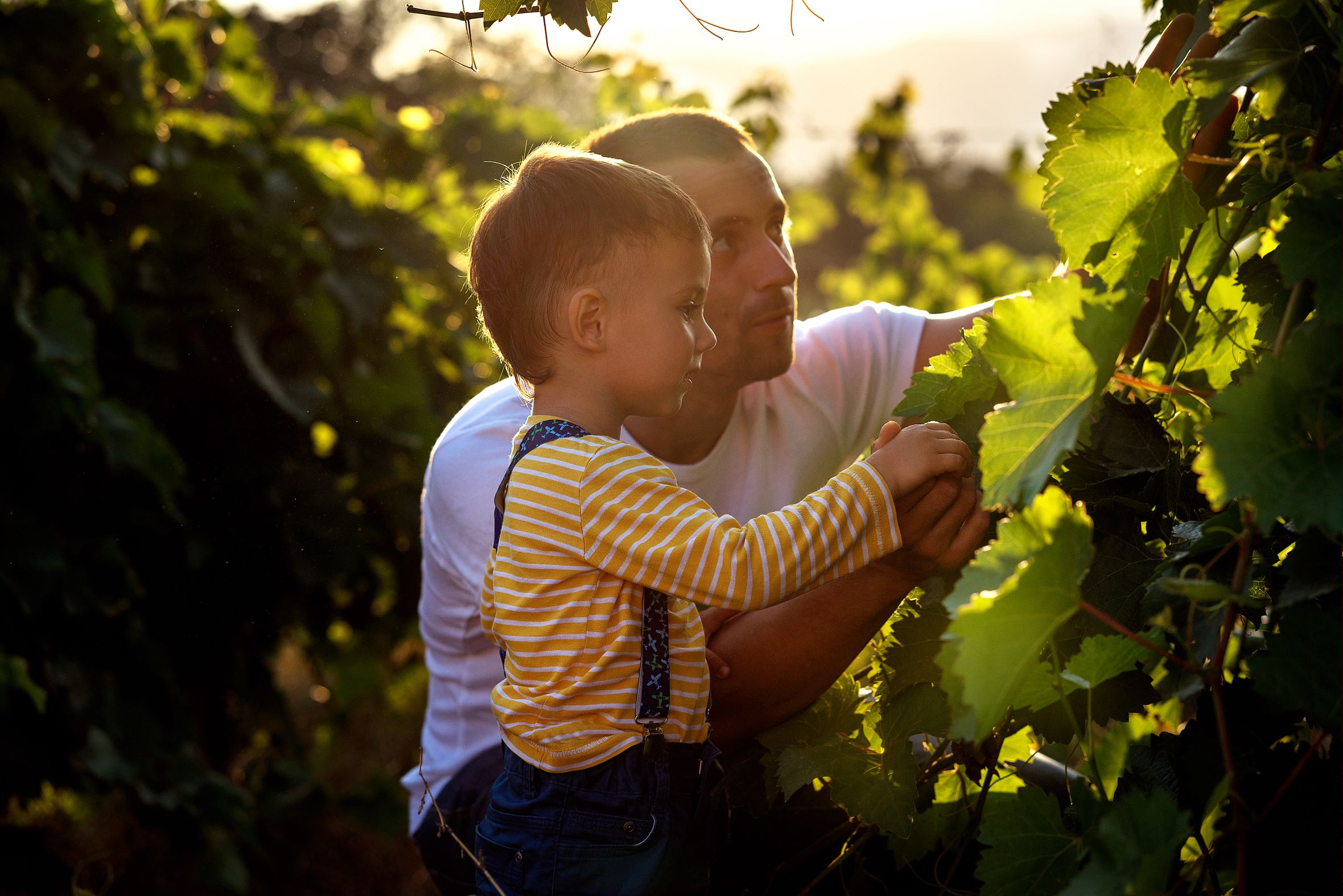 La Primavera del Cava retorna al maig amb 18 activitats entre vinyes