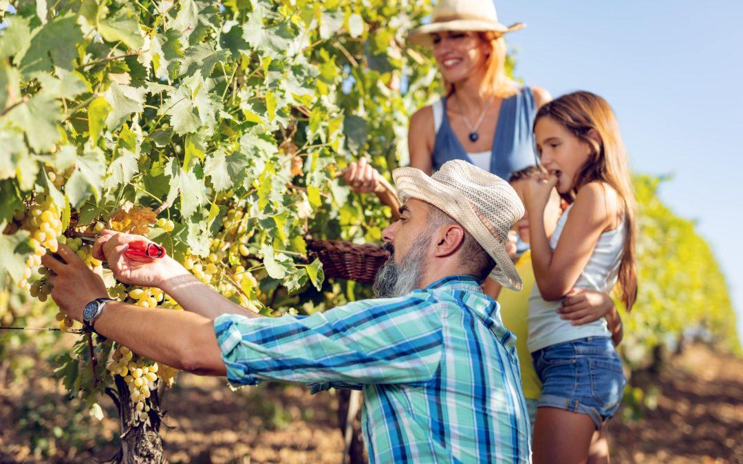 La Vendimia del Cava llega a su novena edición con 26 actividades