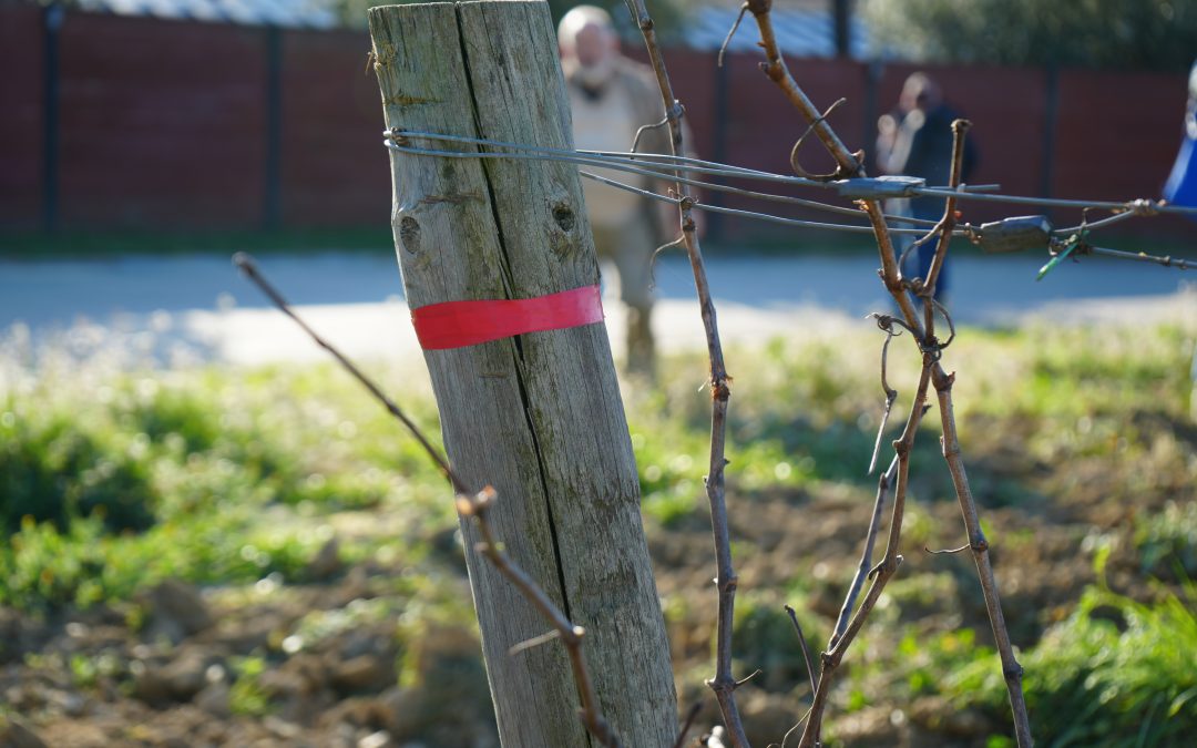 Proyecto MANSO: innovación y sostenibilidad en la viticultura para combatir la sequía