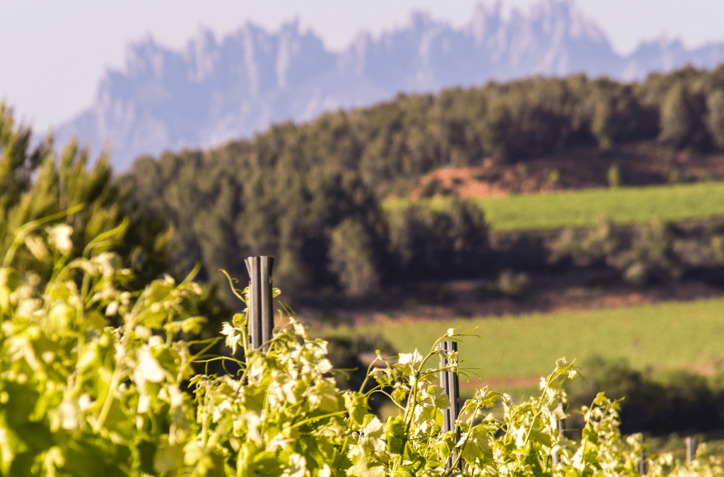 22 cellers elaboradors de cava obriran les portes al públic el diumenge 12 d’octubre
