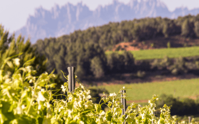 22 bodegas elaboradoras de cava abrirán sus puertas al público el domingo 12 de octubre