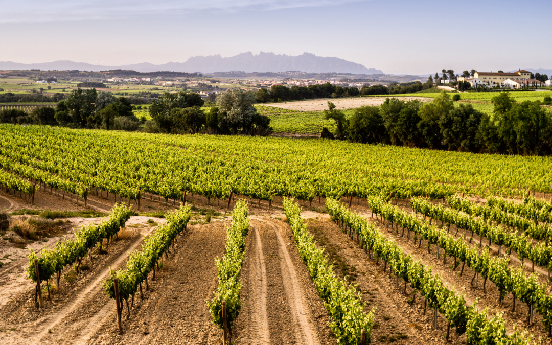 AECAVA presenta un nuevo argumentario para reivindicar el valor y la identidad del Cava