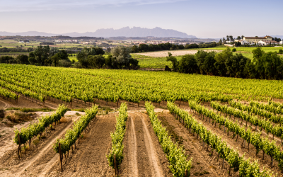 AECAVA presenta un nou argumentari per reivindicar el valor i la identitat del Cava